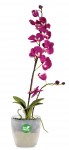 roto_14cm_orchid_low3